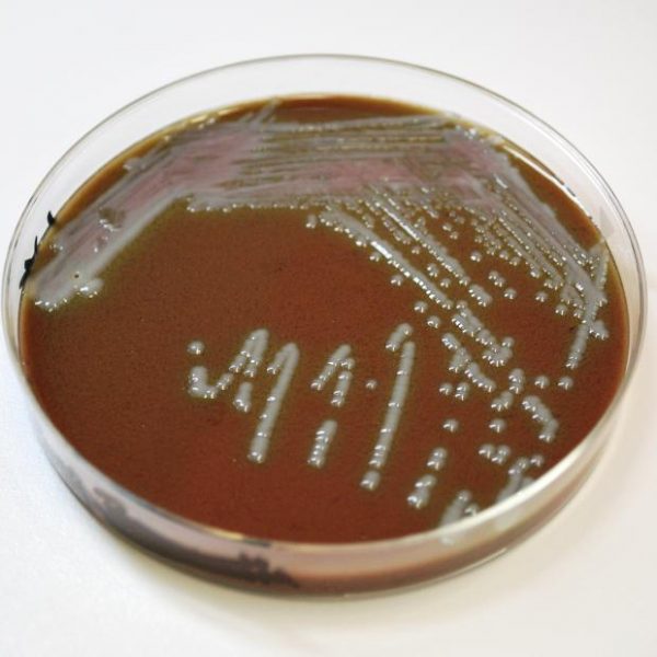 AGAR THAYER MARTIN Quios